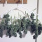 Gorilla Cookies Seeds