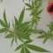 Glue Sherbert Seeds (AlphaFem Seeds) - Cannabis Strain Seeds for Sale