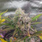 Cream Cookies Seeds - Cannabis Strain Seeds for Sale