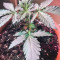 Cream Mandarine XL Seeds
