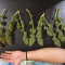 Fruit Punch Auto จาก Heavyweight Seeds