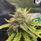 Strawberry Banana Seeds - Cannabis Strain Seeds for Sale