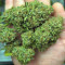 Strawberry Banana Seeds - Cannabis Strain Seeds for Sale