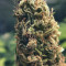Vente de graines de cannabis Kosher Cake Auto (Fast Buds)