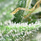 Amnesia Autoflower จาก Seedstockers