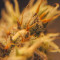 Gorilla Cookies fem: seeds for sale, strain information and customer reviews