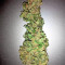 GG#4 Original Glue Seeds (Original Sensible Seeds) - Cannabis Strain Seeds for Sale