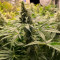 Comprar Grandaddy Purple (GDP) no Brasil