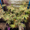 Amnesia Lemon Seeds