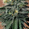 Pineapple Express #2 fem: seeds for sale, strain information and customer reviews
