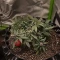 Auto Strawberry Soda Seeds (Dutch Passion)