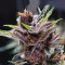 Semillas feminizadas de Black Cherry Punch (Pyramid Seeds)