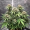 Ceres Kush feminized seeds
