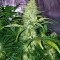 Critical Purple Kush (Advanced Seeds)
