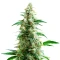 Goji OG Seeds