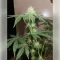 Granddaddy Purple Seeds