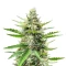 Sementes Feminizadas de Humboldt Dream Autoflower (Humboldt Seed Company)