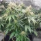 Humboldt Headband Autoflower Feminized Seeds (Humboldt Seed Company)