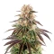 Kong's Krush Seeds