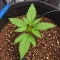Sementes Feminizadas de Mango Frost Auto (Fast Buds)