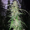 Monkey GG#4 Original Glue semi femminizzati