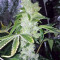 Pure Kush Seeds (Original Sensible Seeds)
