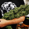 Shiskaberry Feminized Seeds (Barney’s Farm)