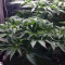 The New Seeds