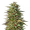 Graines de cannabis Trippy Gorilla Autoflowering (Big Head Seeds)