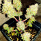 White Widow feminized seeds (Seedstockers)