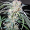 Zamaldelica x Kali China (Ace Seeds)