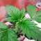 Tatanka Pure CBD feminized seeds (Royal Queen Seeds)