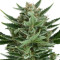 Quick One Auto Feminized Seeds from Royal Queen Seeds