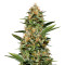 Amnesia OG regular strain