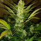 Semi femminizzati Chemdogging Auto