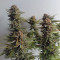 Criminal+ feminized seeds