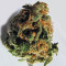 Criminal+ feminized seeds