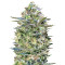 Graines de cannabis Critical Lemon (Advanced Seeds)