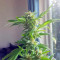 Critical (Big Head Seeds)