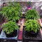 Gelato Auto feminized seeds (Original Sensible Seeds)