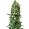 Gordomaster Kush (Positronics Seeds)