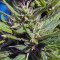 Green Crack Seeds (Cali Connection Seeds)