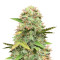 Hijack Auto feminized seeds