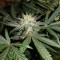 Hubbabubbasmelloscope Auto feminized seeds