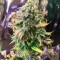 Laughing Buddha feminized seeds