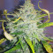 Northern Cheese Haze Auto Seeds