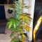 Graines de cannabis Northern Lights Auto (White Label)