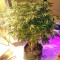 Original Bruce Banner regular (Dark Horse Genetics)