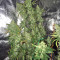 Pakistan Chitral Kush Seeds