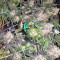 Sherbet (Seedstockers)